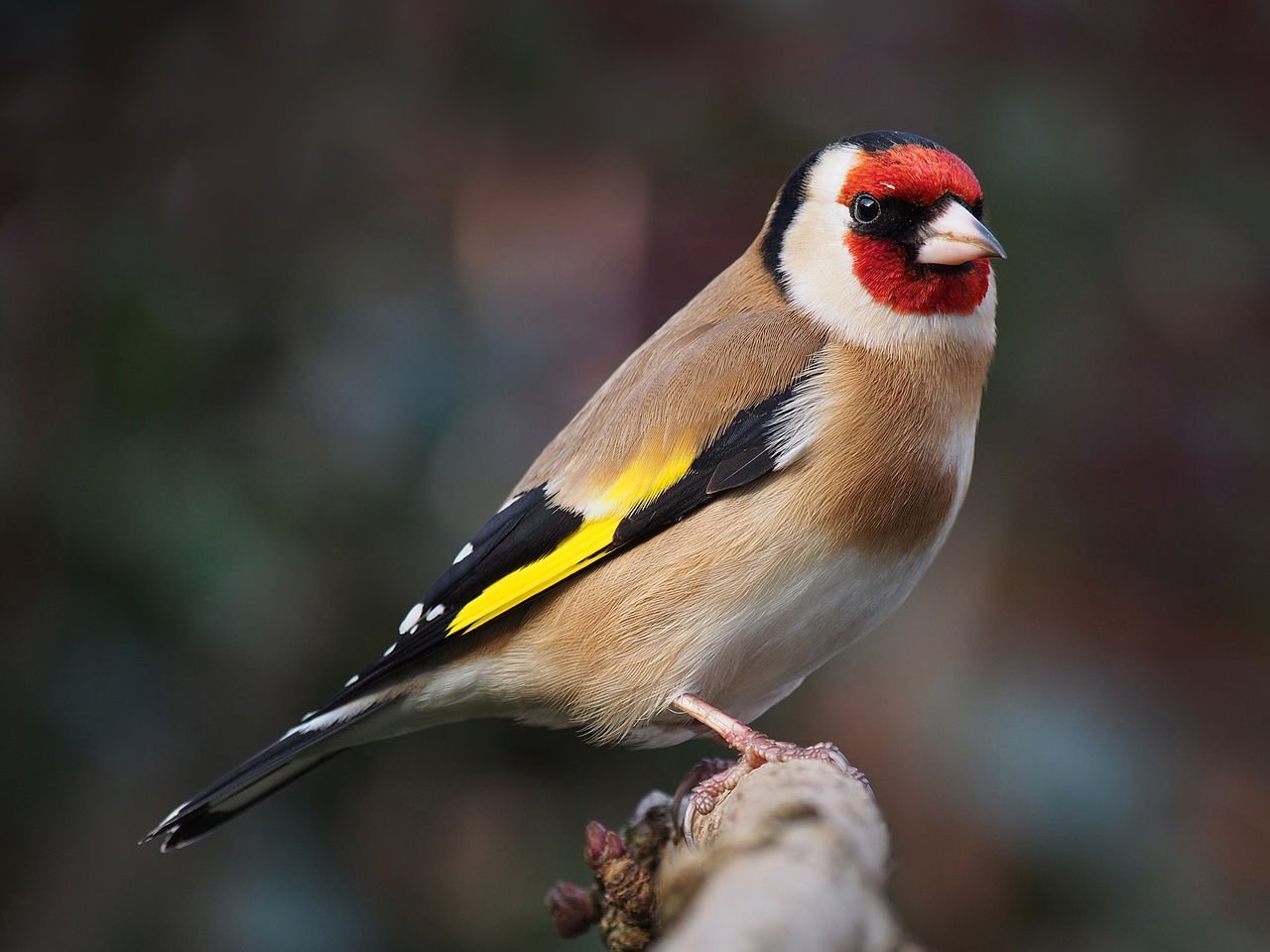 European Goldfinch perched on a branch.