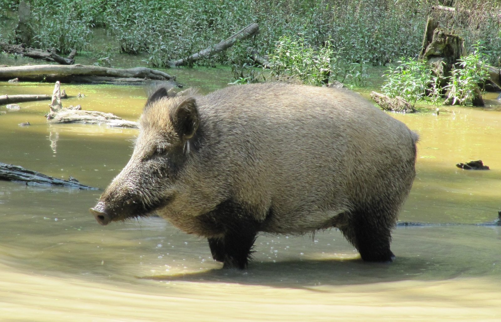 Wild boar standing in water