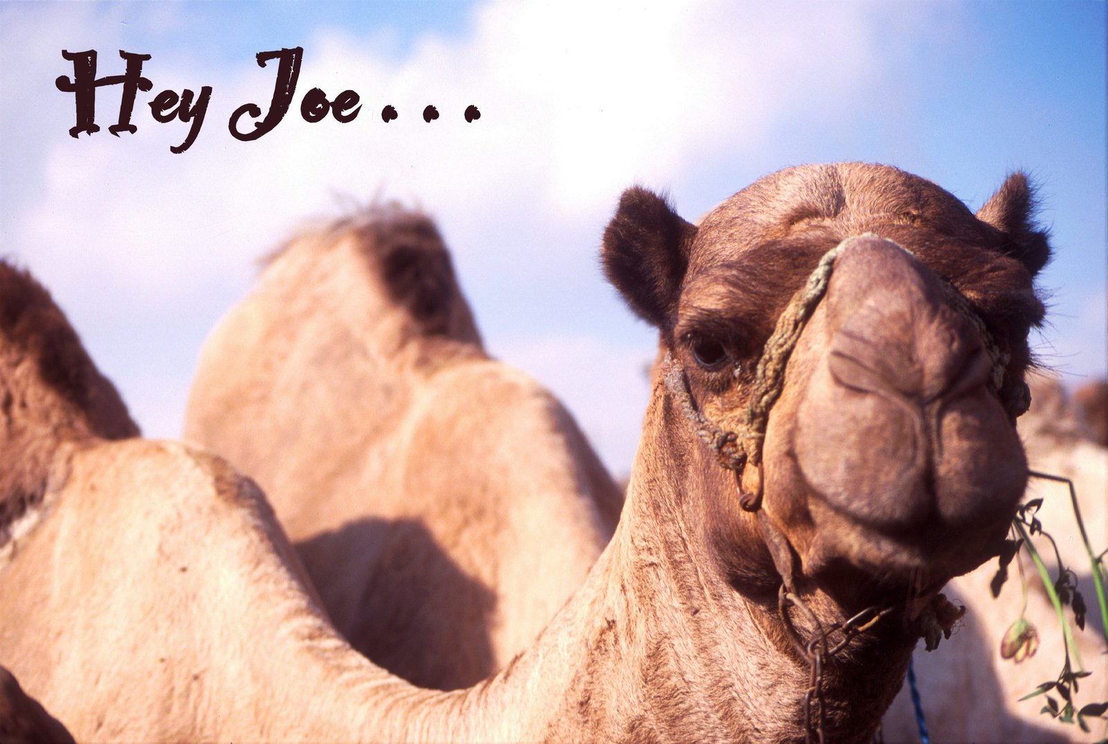 Come on, Babe, follow me. I'm the Pied Piper.