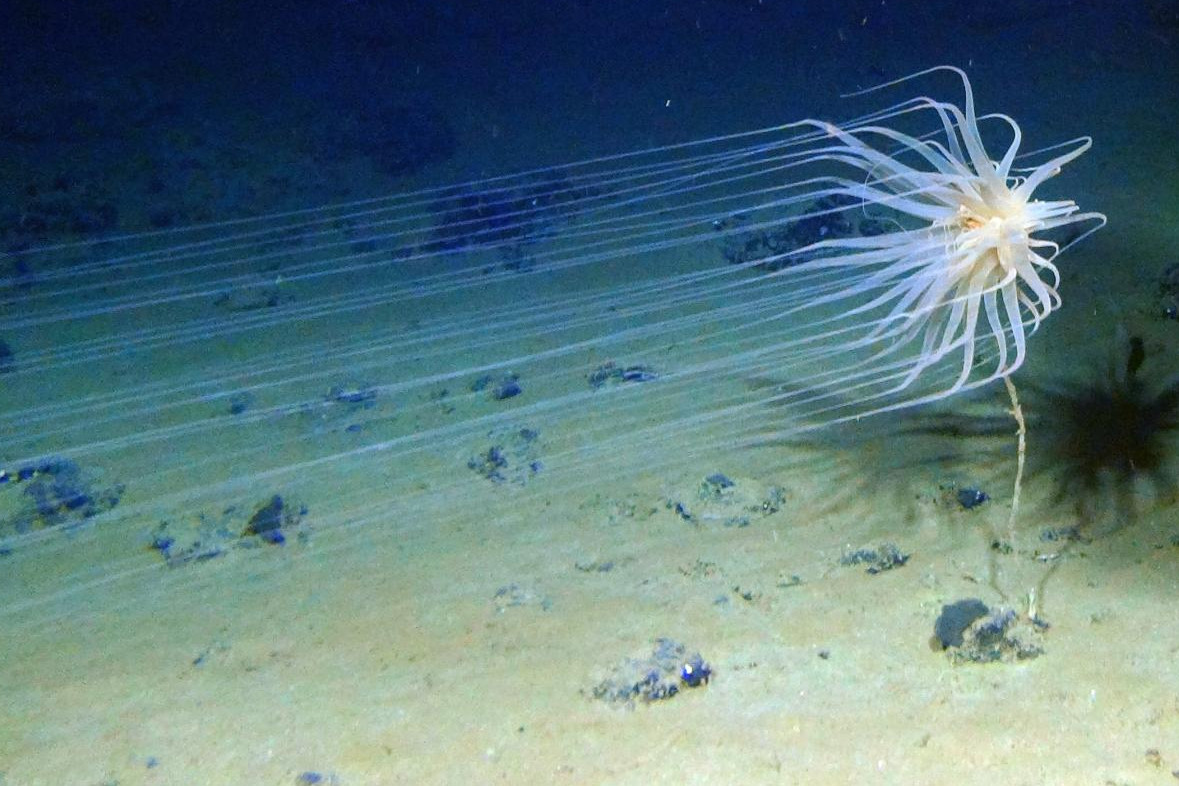 Relicanthus sp.—a new species from a new order of Cnidaria collected at 4,100 meters in the Clarion-Clipperton Fracture Zone (CCZ) that lives on sponge stalks attached to nodules. Image courtesy of Craig Smith and Diva Amon, ABYSSLINE Project.